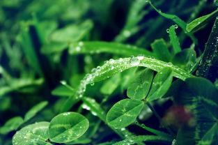 国产嫩草,绿色生态，健康生活新选择